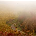 Nebel im Rheintal