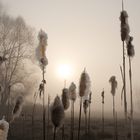 Nebel im Riet