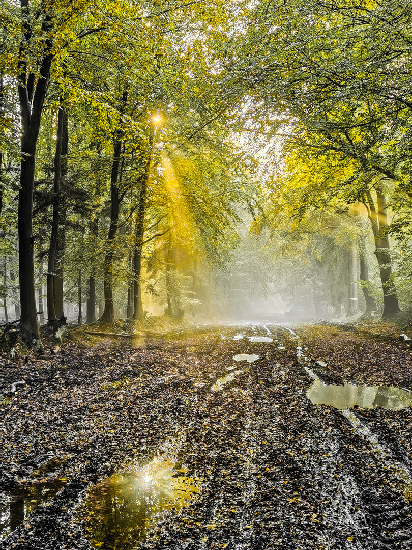 Nebel im Sachsenwald