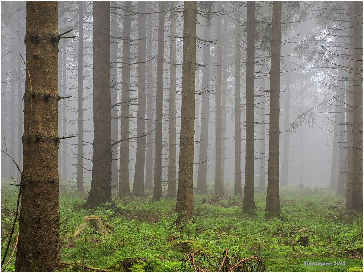 nebel im sauerland II....