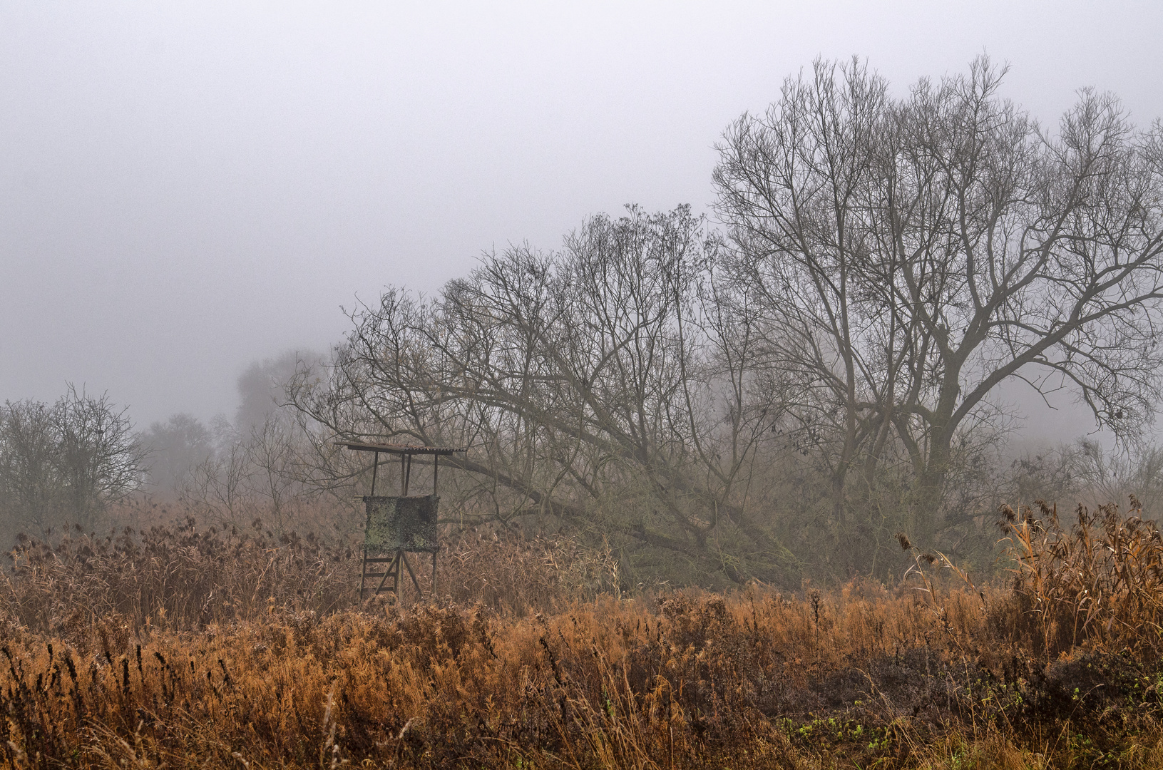 Nebel im Schilf