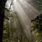 Nebel im Schlosspark Panesevitz