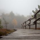 Nebel im schwarzen Moor 