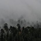 Nebel im Schwarzwald