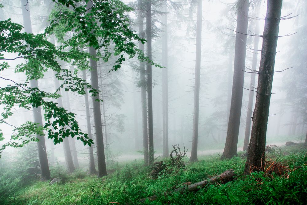 Nebel im Schwarzwald 2