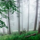 Nebel im Schwarzwald 2