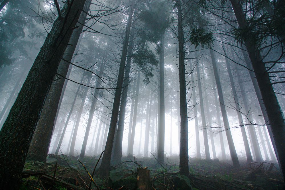 Nebel im Schwarzwald