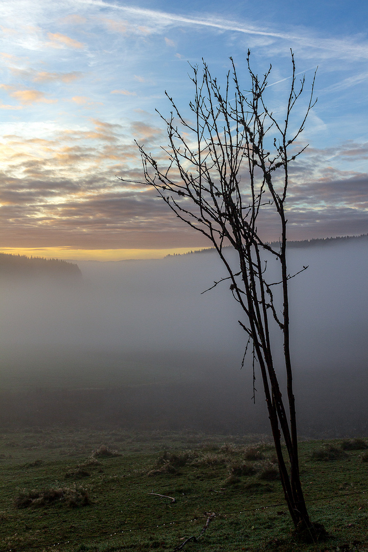 Nebel im Schwarzwald