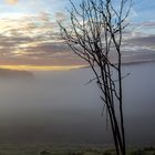 Nebel im Schwarzwald