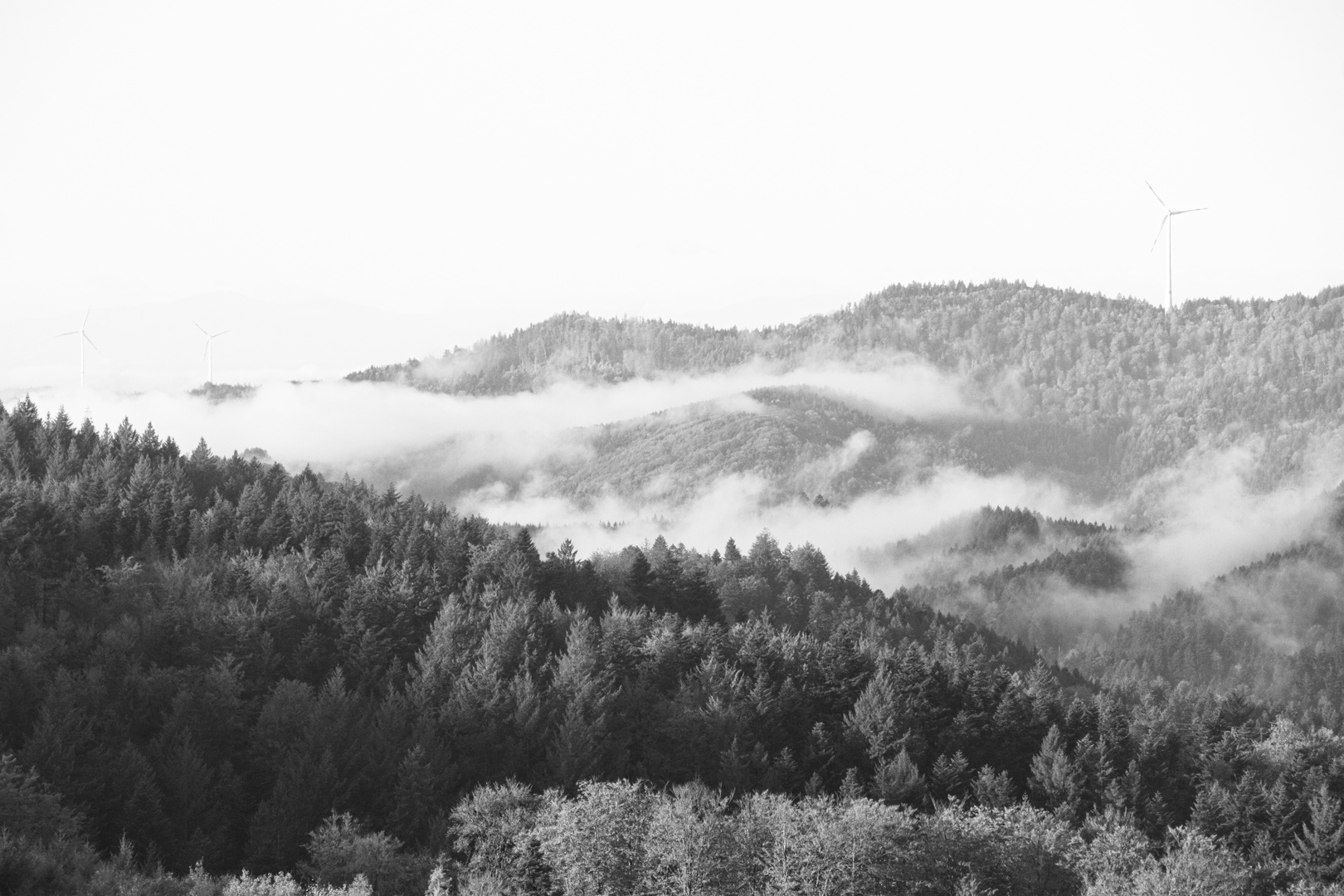 Nebel im Schwarzwald