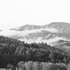 Nebel im Schwarzwald