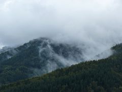 Nebel im Schwarzwald