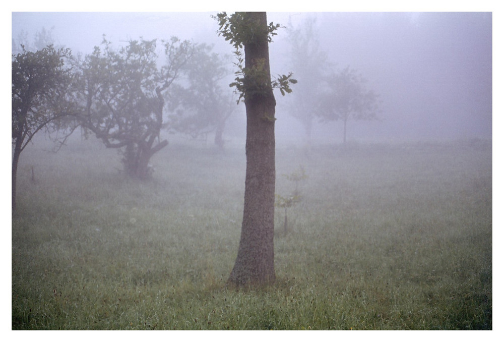 Nebel im Schwarzwald II