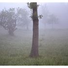 Nebel im Schwarzwald II