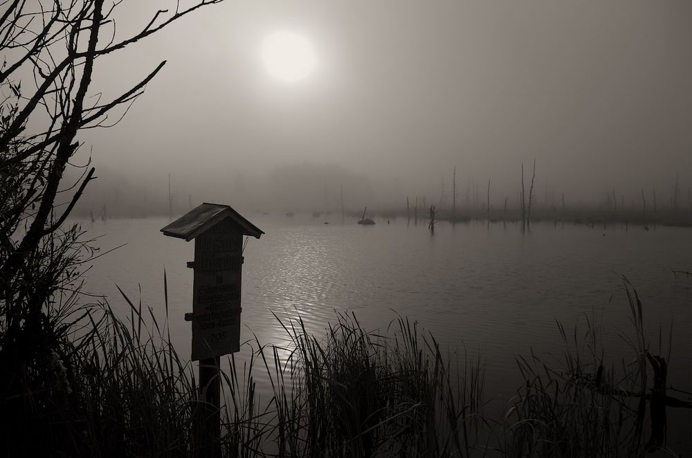 Nebel im Schwenninger Moos