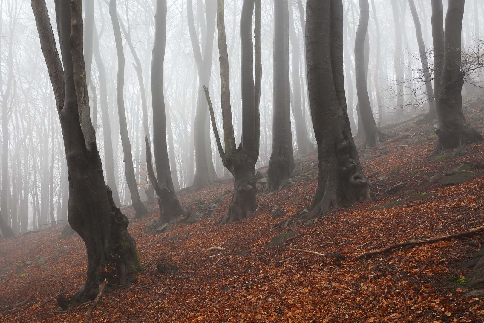 Nebel im Siebengebirge