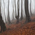 Nebel im Siebengebirge