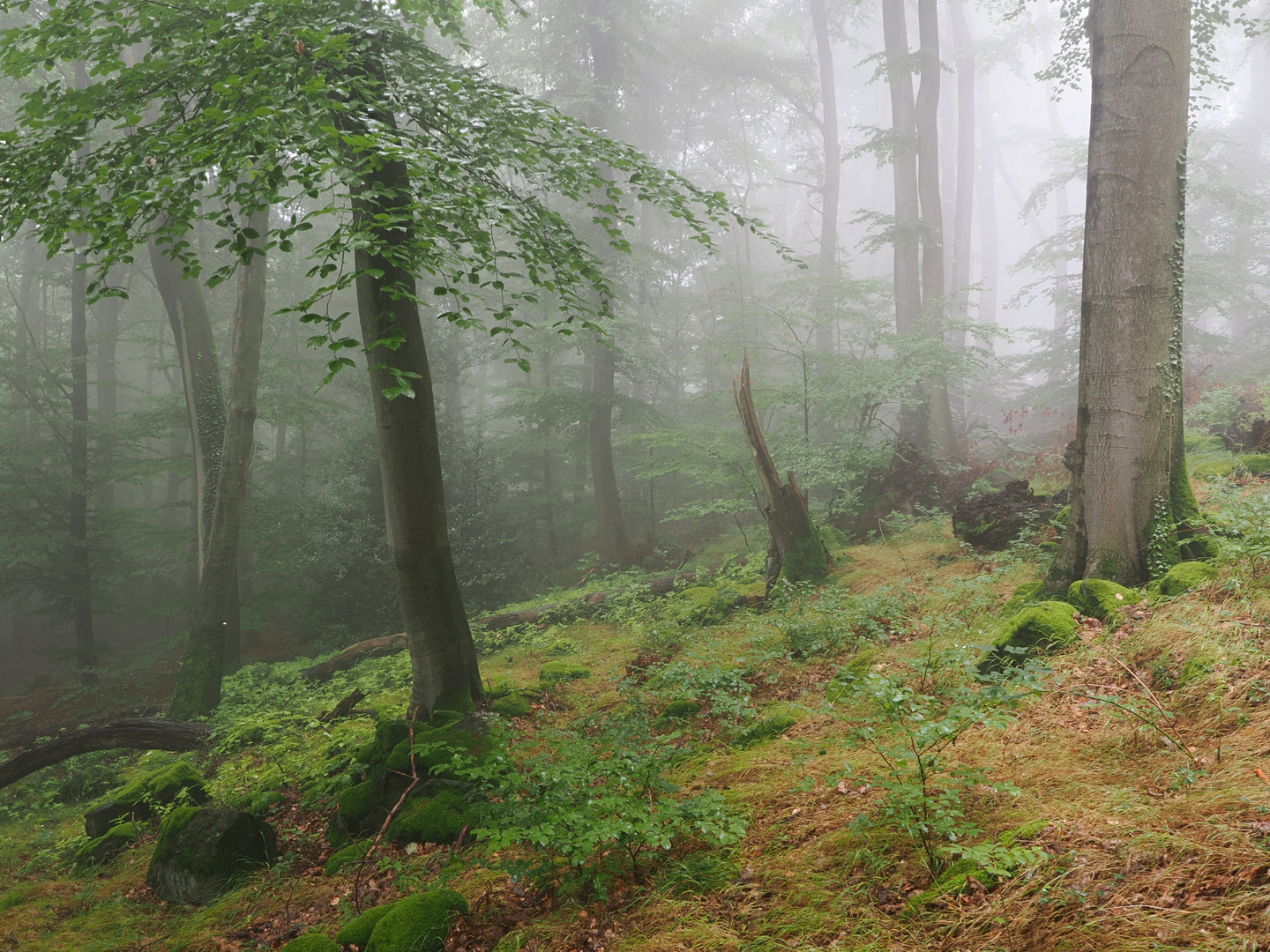 Nebel im Sommer