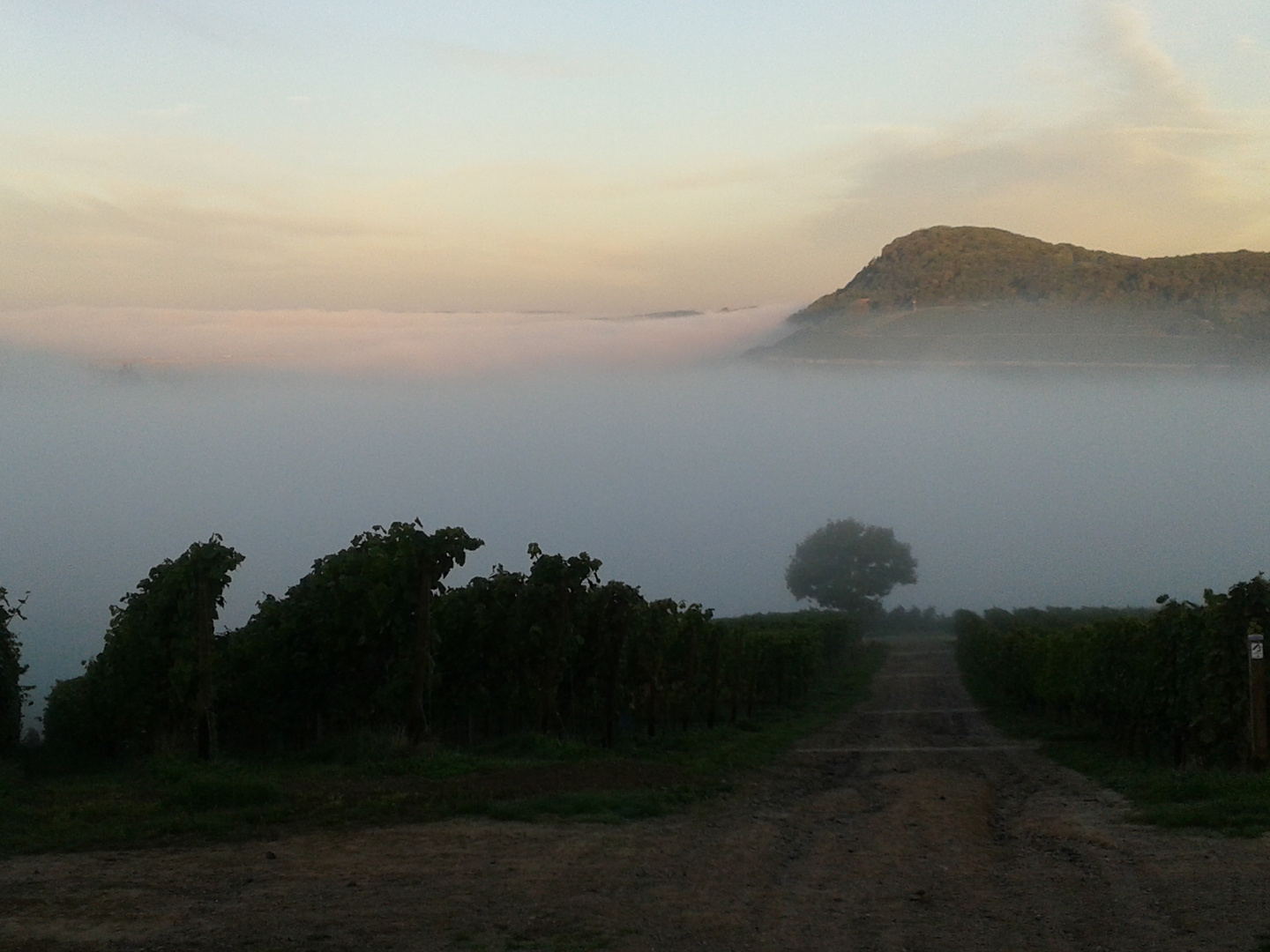 Nebel im Sommer