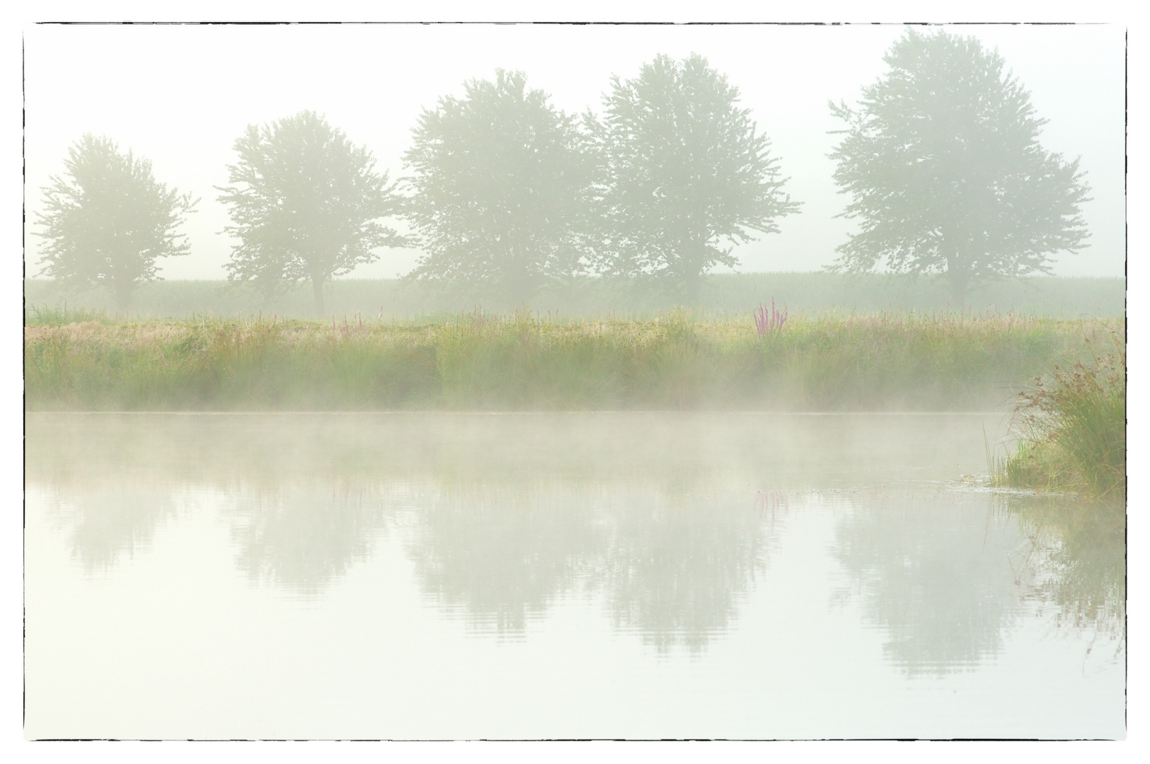 Nebel im Sommer / fog in summertime