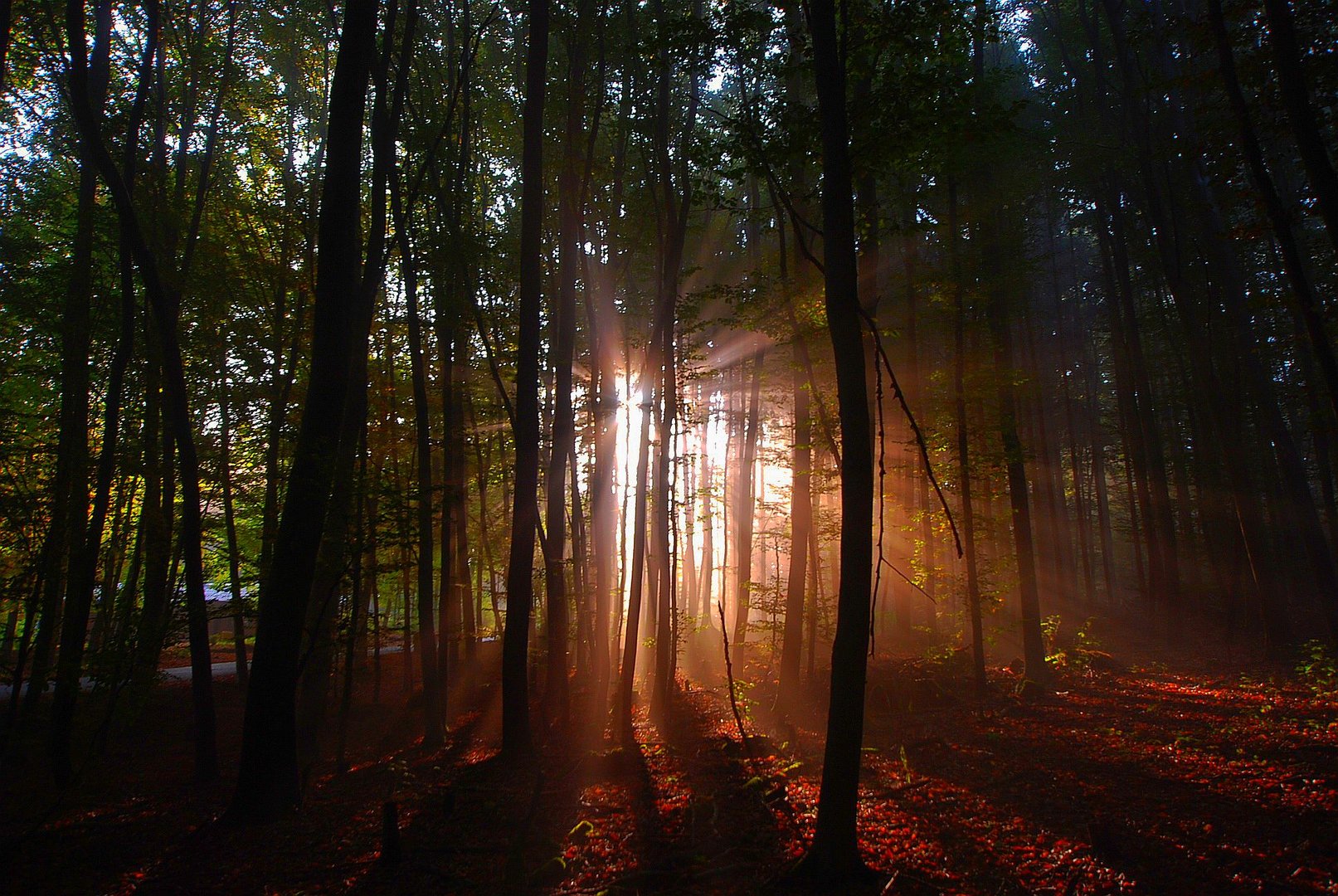 Nebel im Sonnenlicht