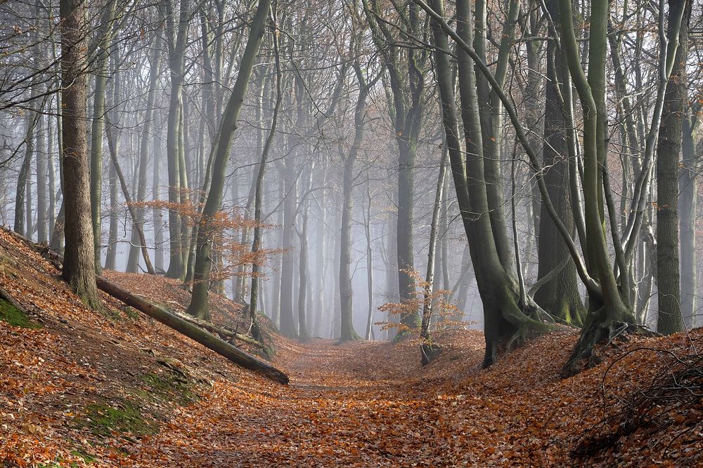 Nebel im Spätherbst