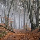 Nebel im Spätherbst