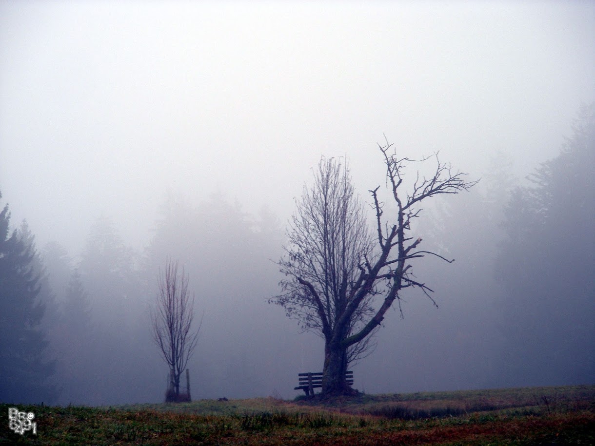 Nebel im Spätwinter