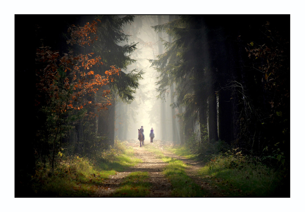 Nebel im Spanders-Wald