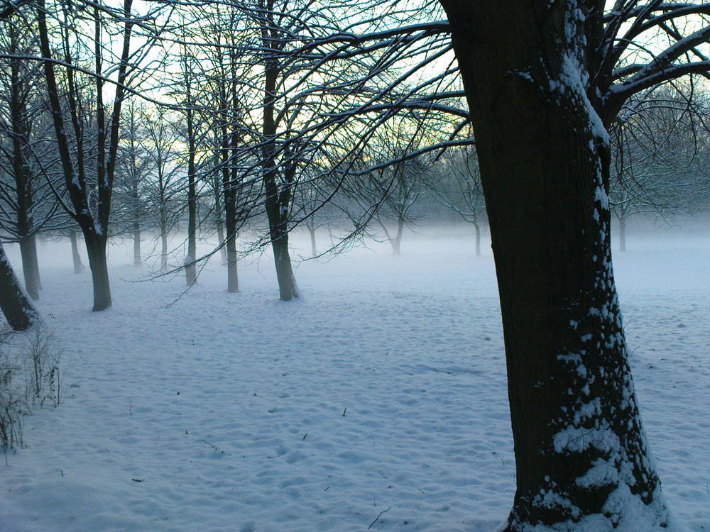 Nebel im Stadtpark