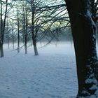 Nebel im Stadtpark