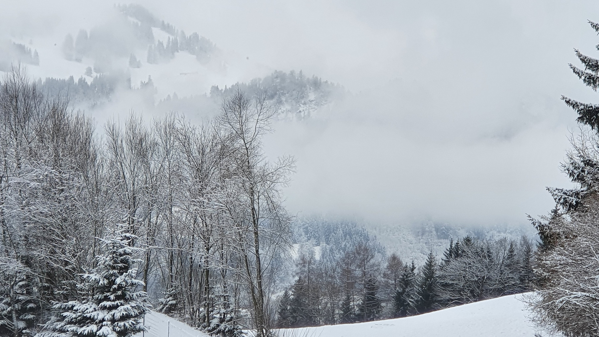 Nebel im Steigbachtal