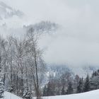 Nebel im Steigbachtal