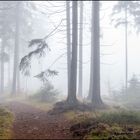Nebel im Steinwald 1