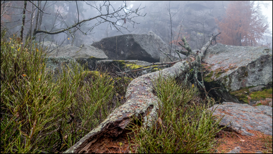 Nebel im Steinwald 2