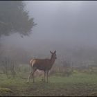 Nebel im Steinwald 3