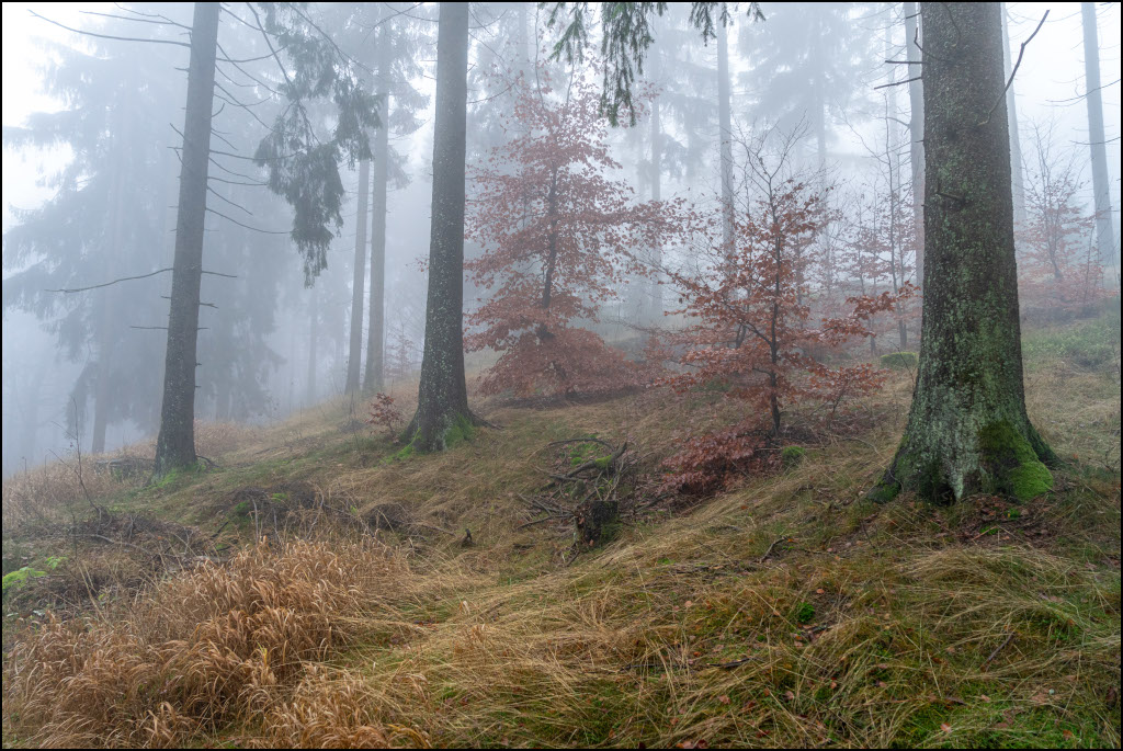 Nebel im Steinwald