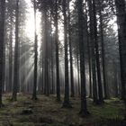 Nebel im Stockwald bei St.Georgen