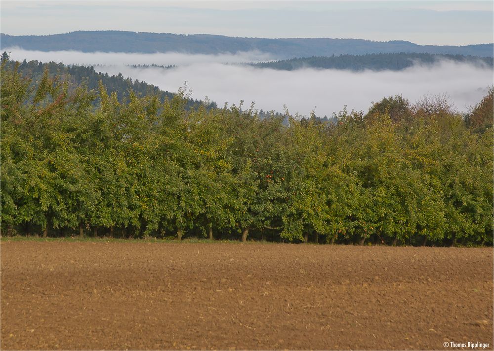 Nebel im Tal...