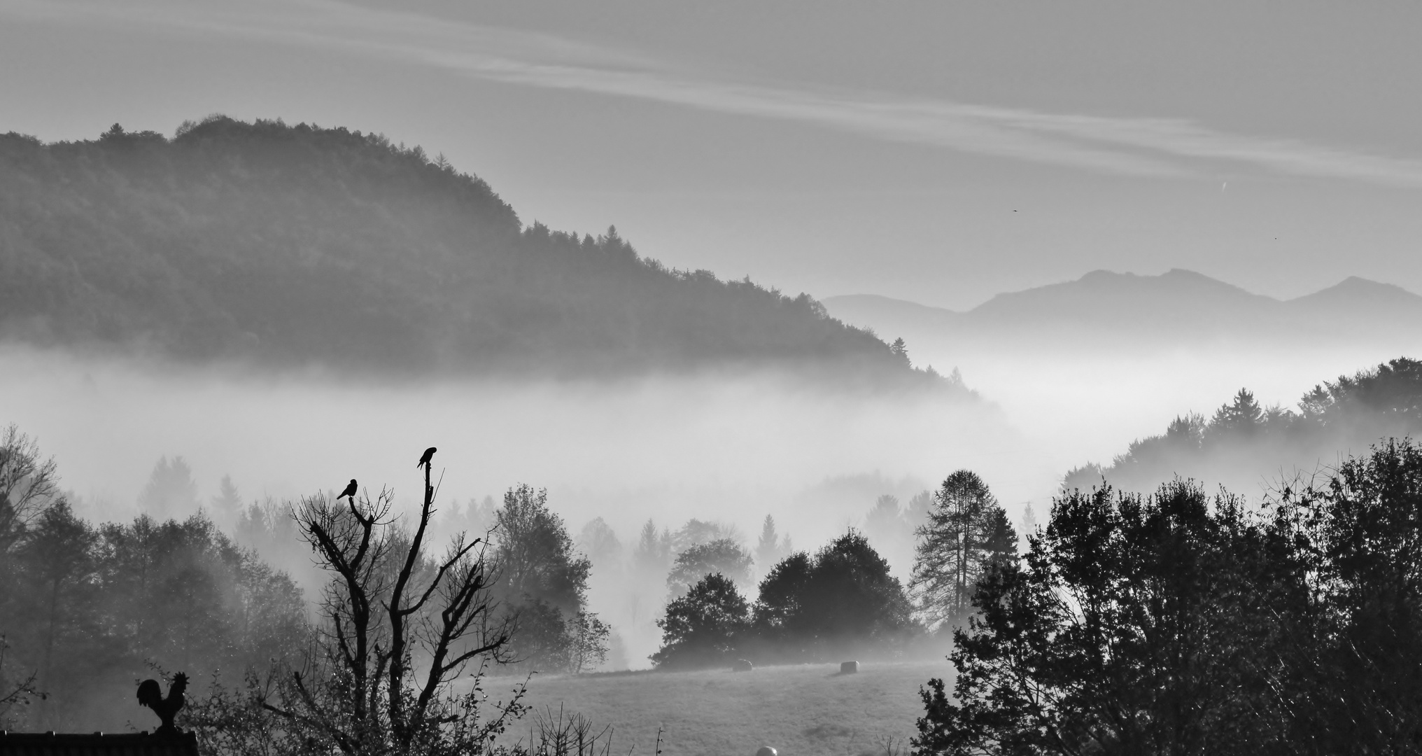 ~ Nebel im Tal ~