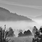 ~ Nebel im Tal ~