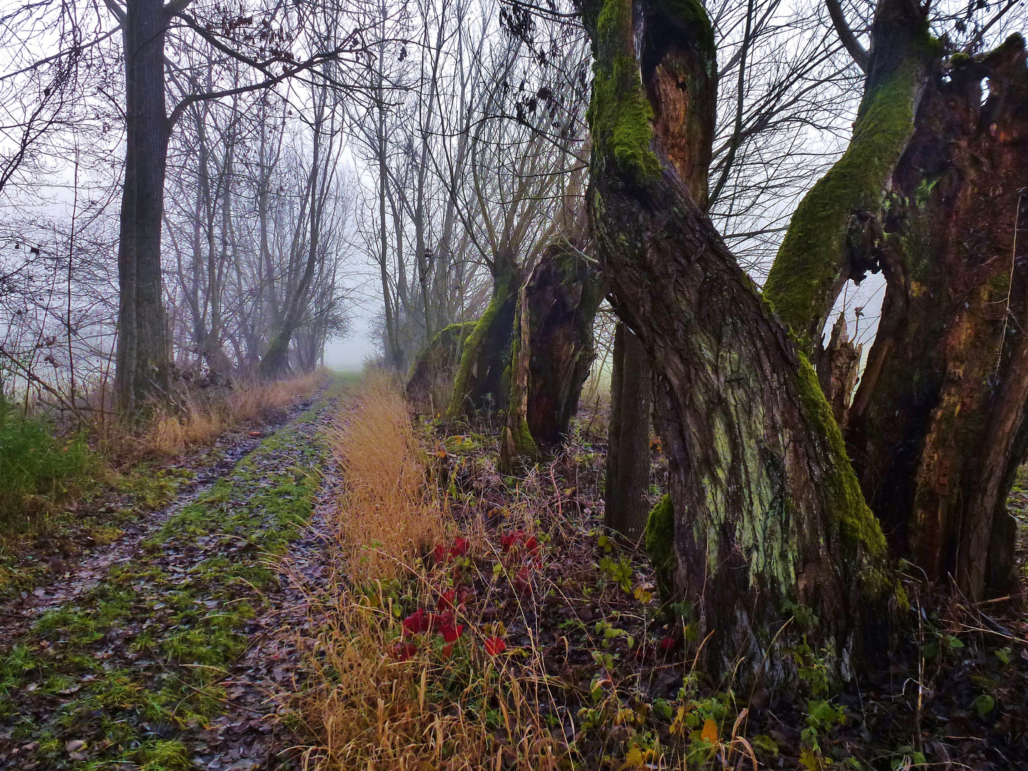 Nebel im Taubertal.