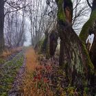 Nebel im Taubertal.