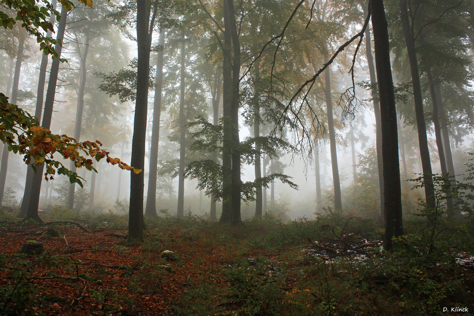 Nebel im Taunus