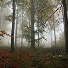 Nebel im Taunus