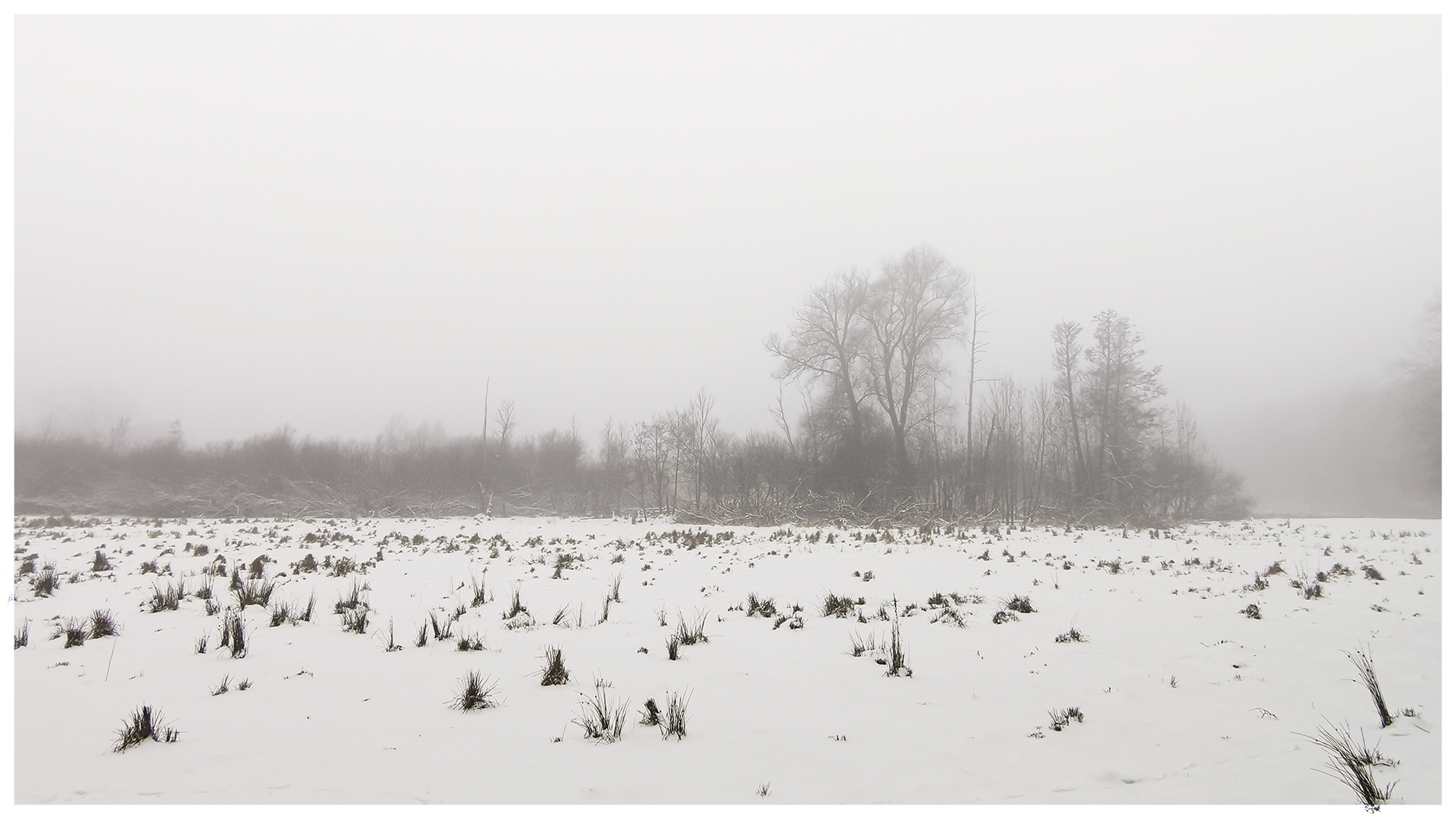 Nebel im Tegeler Fließ 1