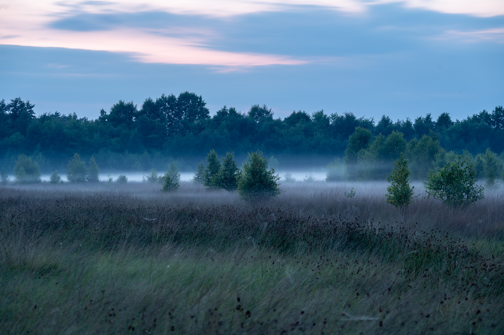 Nebel im Teufelsmoor zur blauen Stunde am Abend