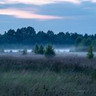 Nebel im Teufelsmoor zur blauen Stunde am Abend