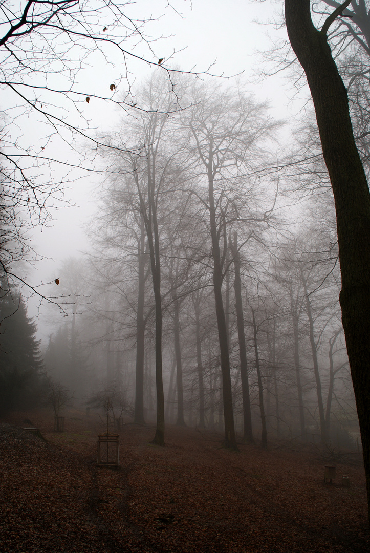 Nebel im Tierpark Olderdissen