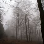 Nebel im Tierpark Olderdissen